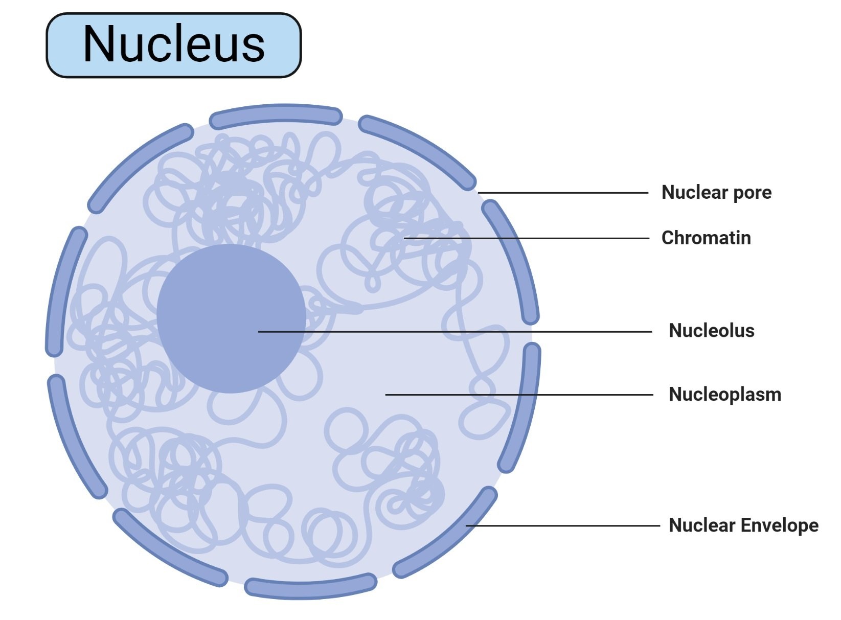 nucleus-definition-structure-parts-functions-diagram