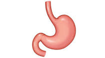 Human Digestive System Solution - Mcqexams.com