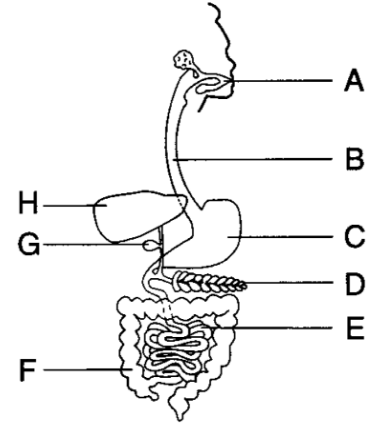 Human Digestive System Solution - Mcqexams.com