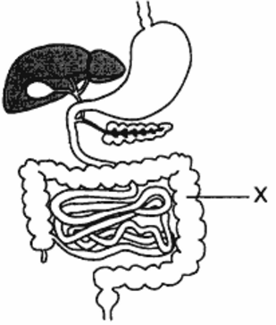 Human Digestive System Solution - Mcqexams.com